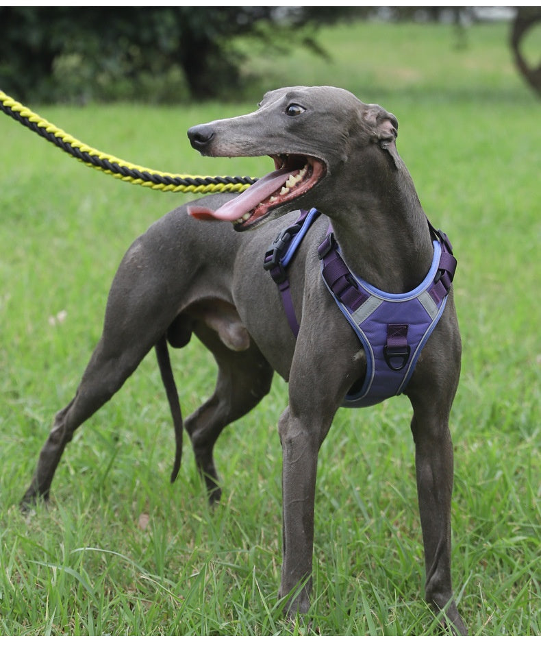 Adjustable Dog Harness - Large Chest Style with Leash