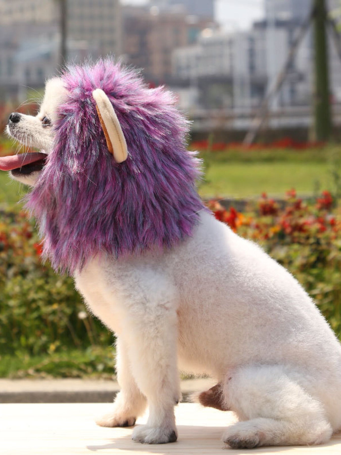 Pet Lion Mane Hat - Funny Costume Headwear for Cats and Dogs
