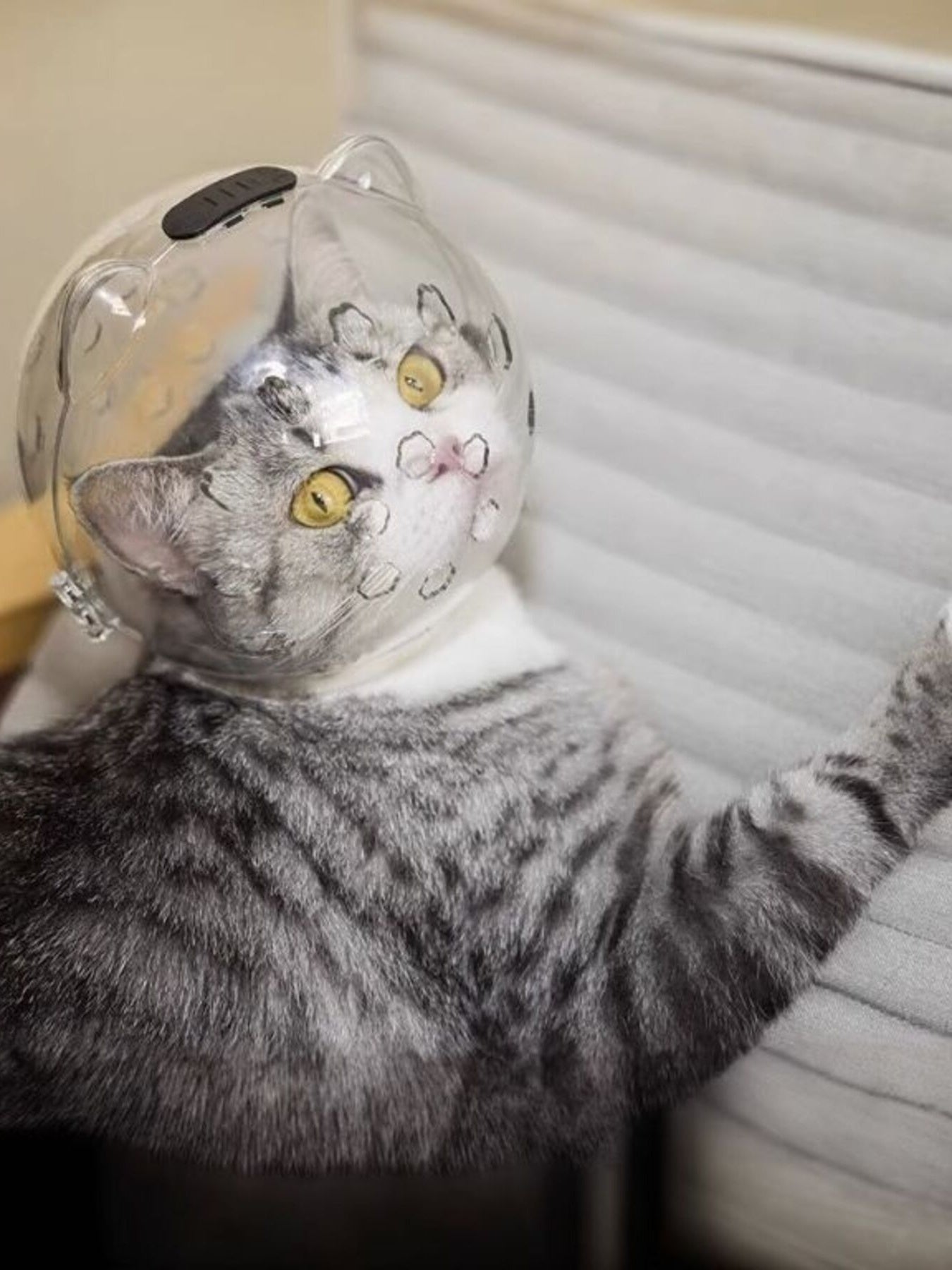 Clear Shield - Anti-Bite Pet Spherical Head Cover