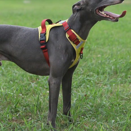 Adjustable Dog Harness - Large Chest Style with Leash