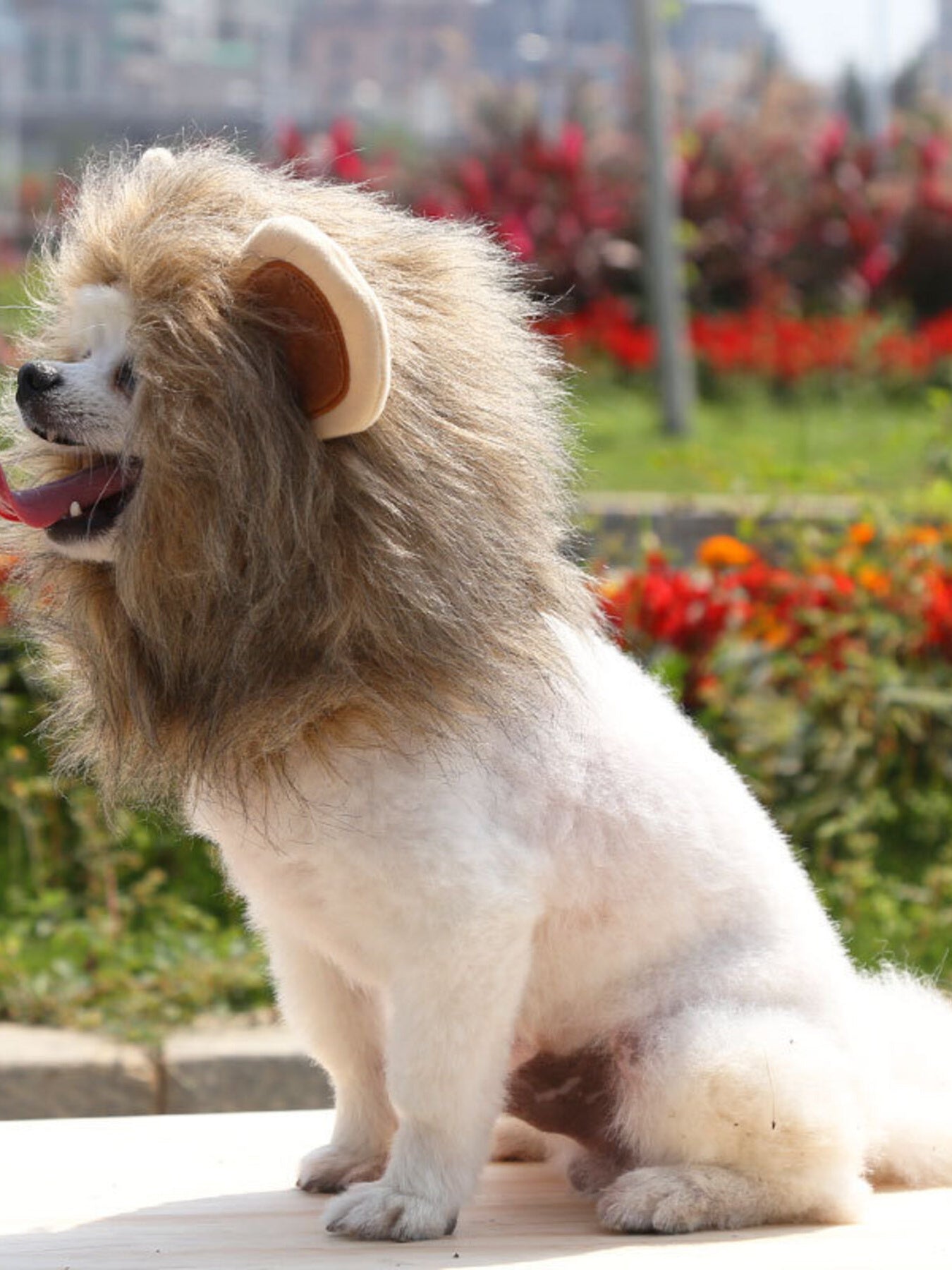 Pet Lion Mane Hat - Funny Costume Headwear for Cats and Dogs