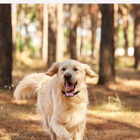 Pet Tracking Tool - Attach to Cat or Dog Collar