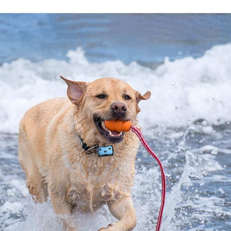 Pet Tracking Tool - Attach to Cat or Dog Collar