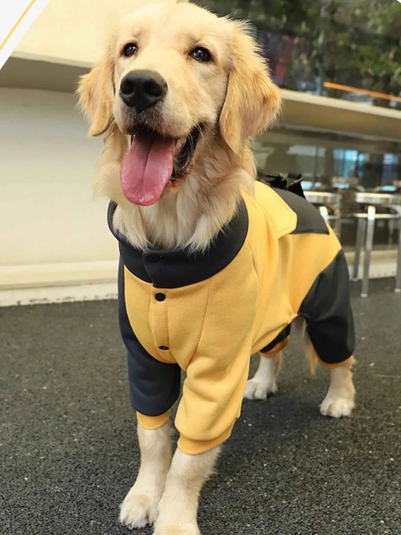 Dog Jacket Two-Tone - Button Closure Collar Coat
