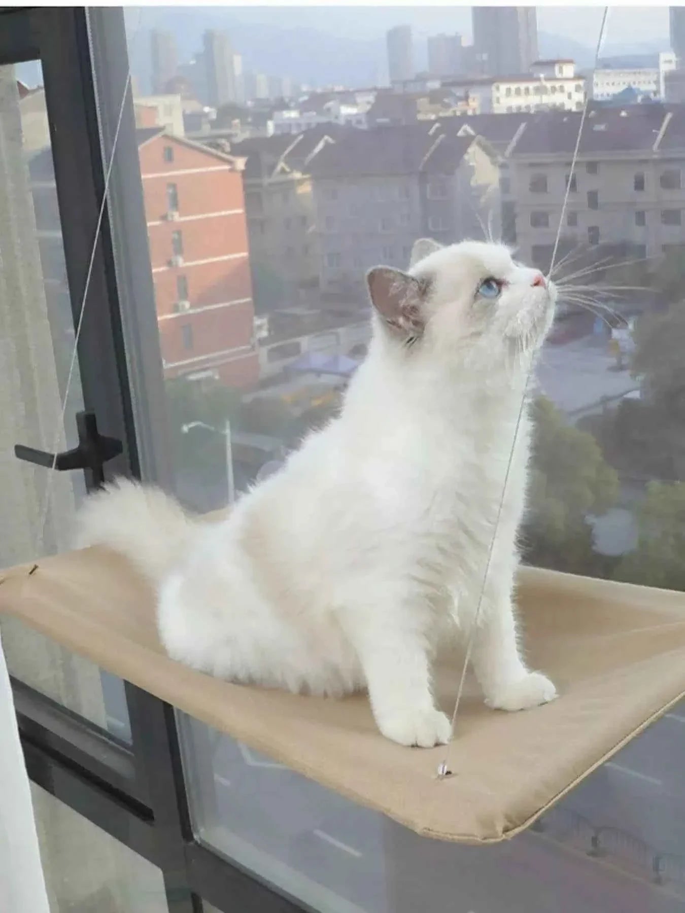 Cat Window Perch - Hammock with Suction Cups