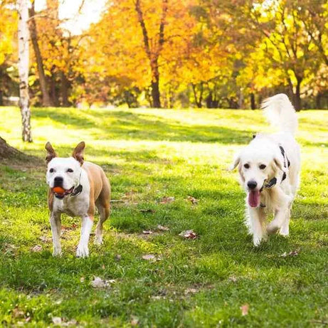 Dog Wireless Fence - Boundary Training System with Static Collar