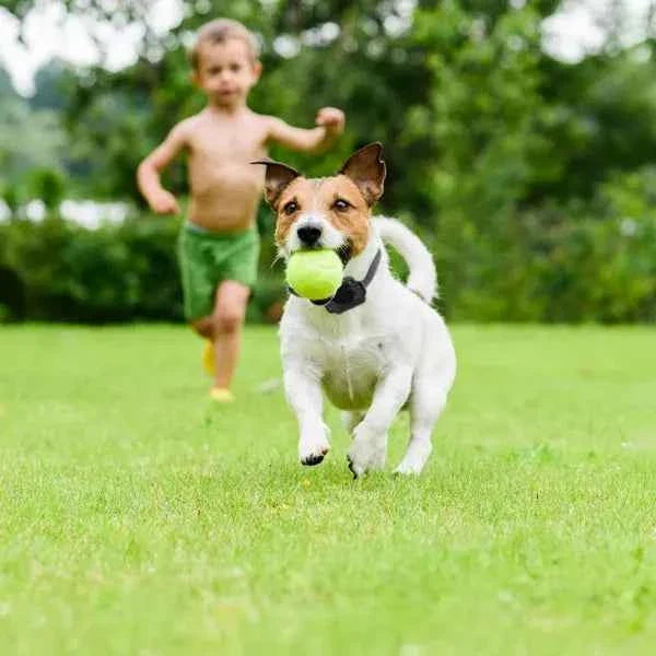 Dog Wireless Fence - Boundary Training System with Static Collar