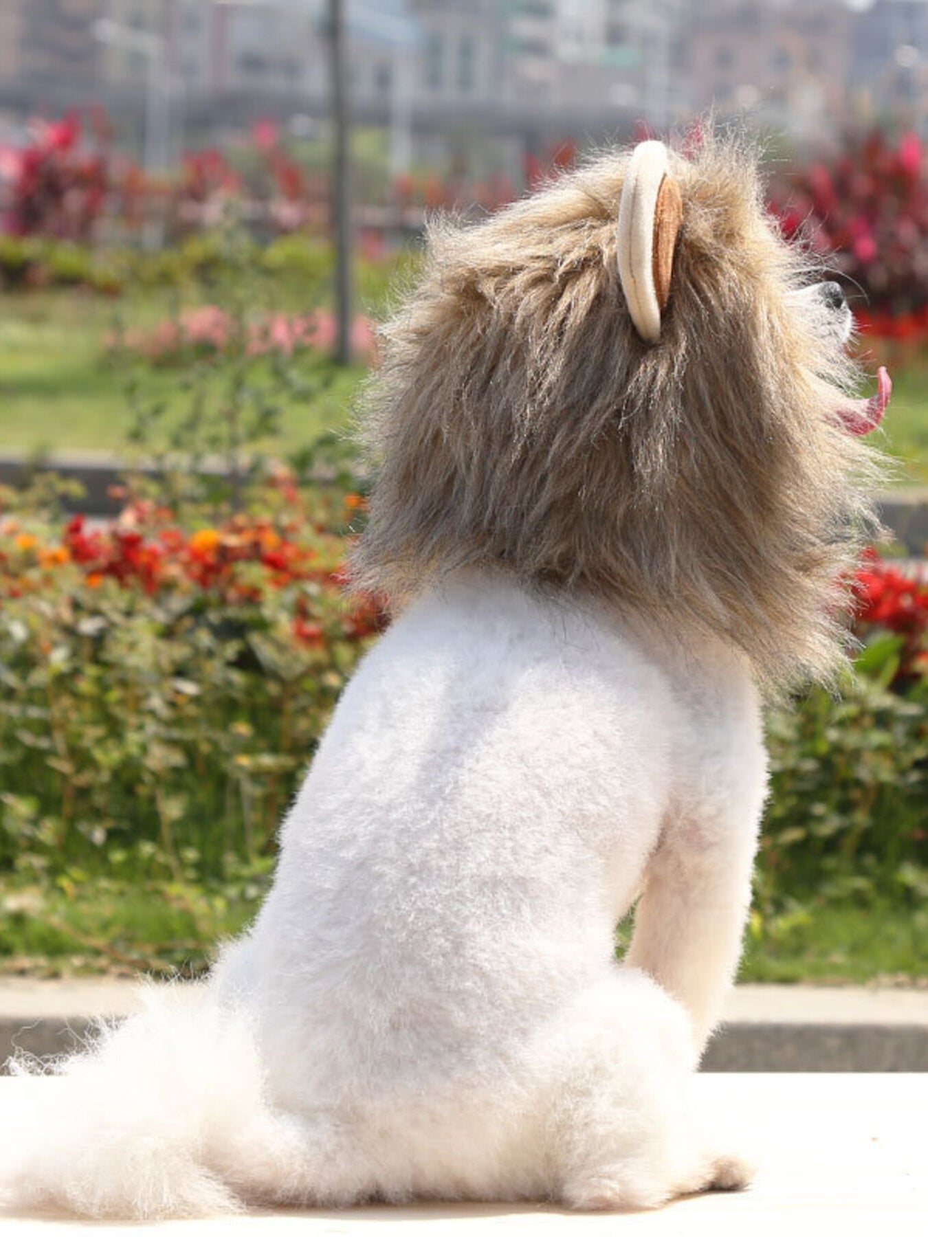 Pet Lion Mane Hat - Funny Costume Headwear for Cats and Dogs