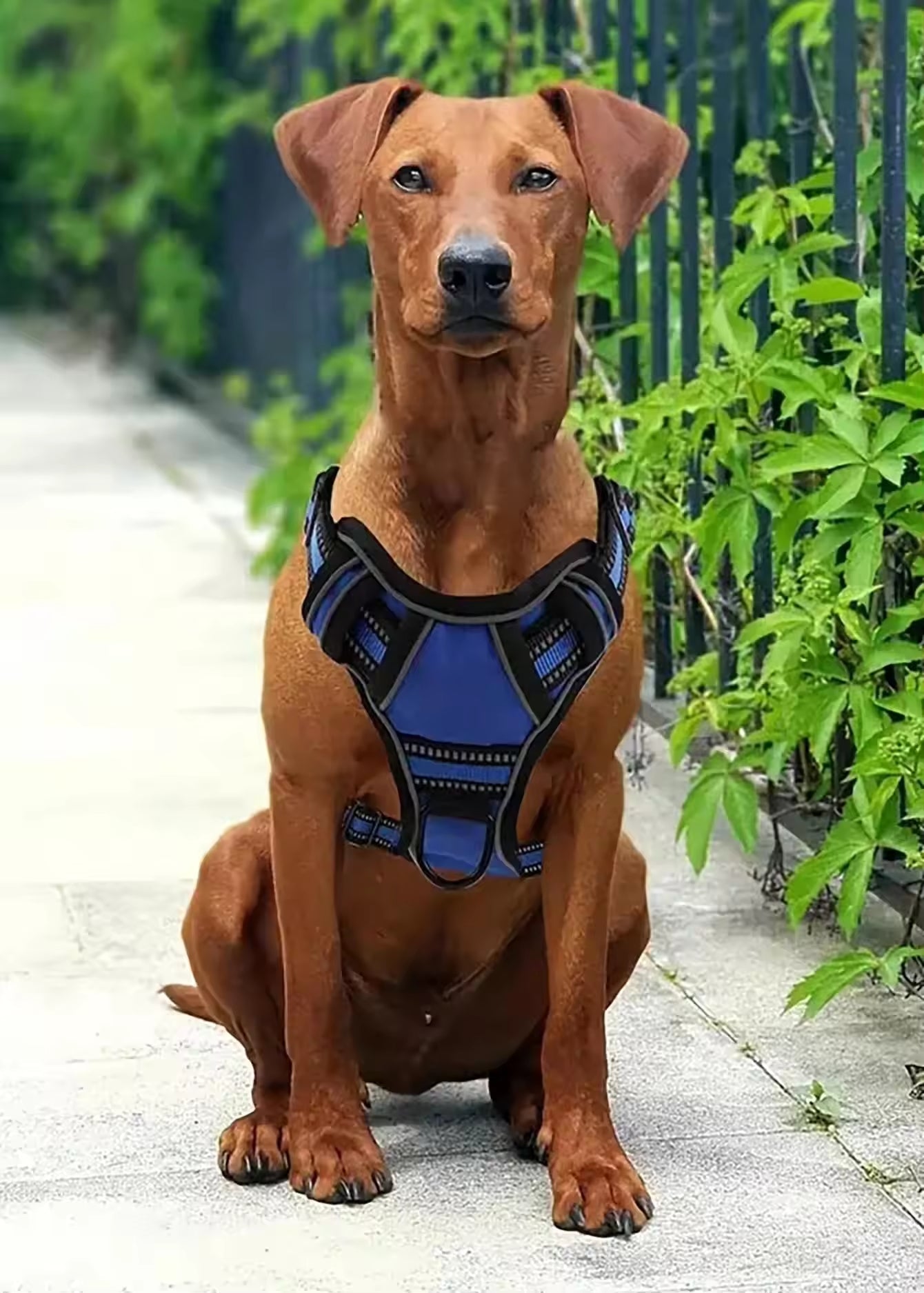 Tactical Dog Harness Set with Car Seat Belt & Travel Bowl
