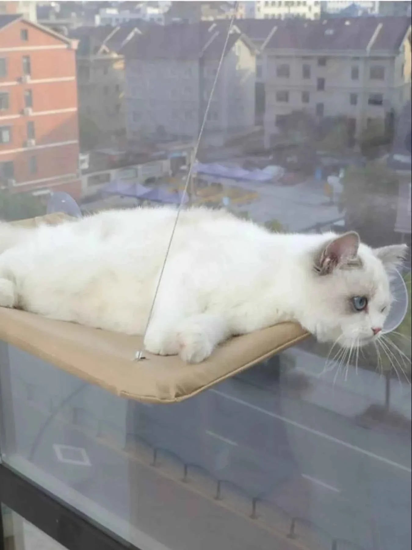 Cat Window Perch - Hammock with Suction Cups