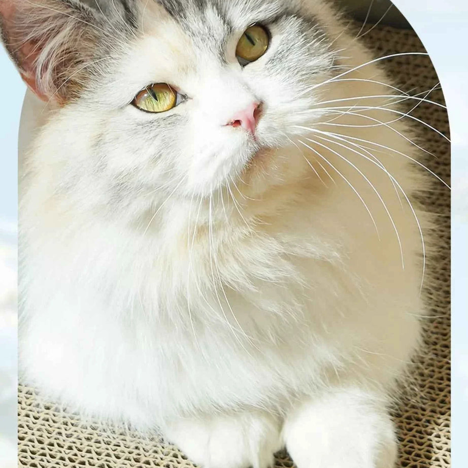 Cat Scratcher Nest - Unique Artistic Frame Look