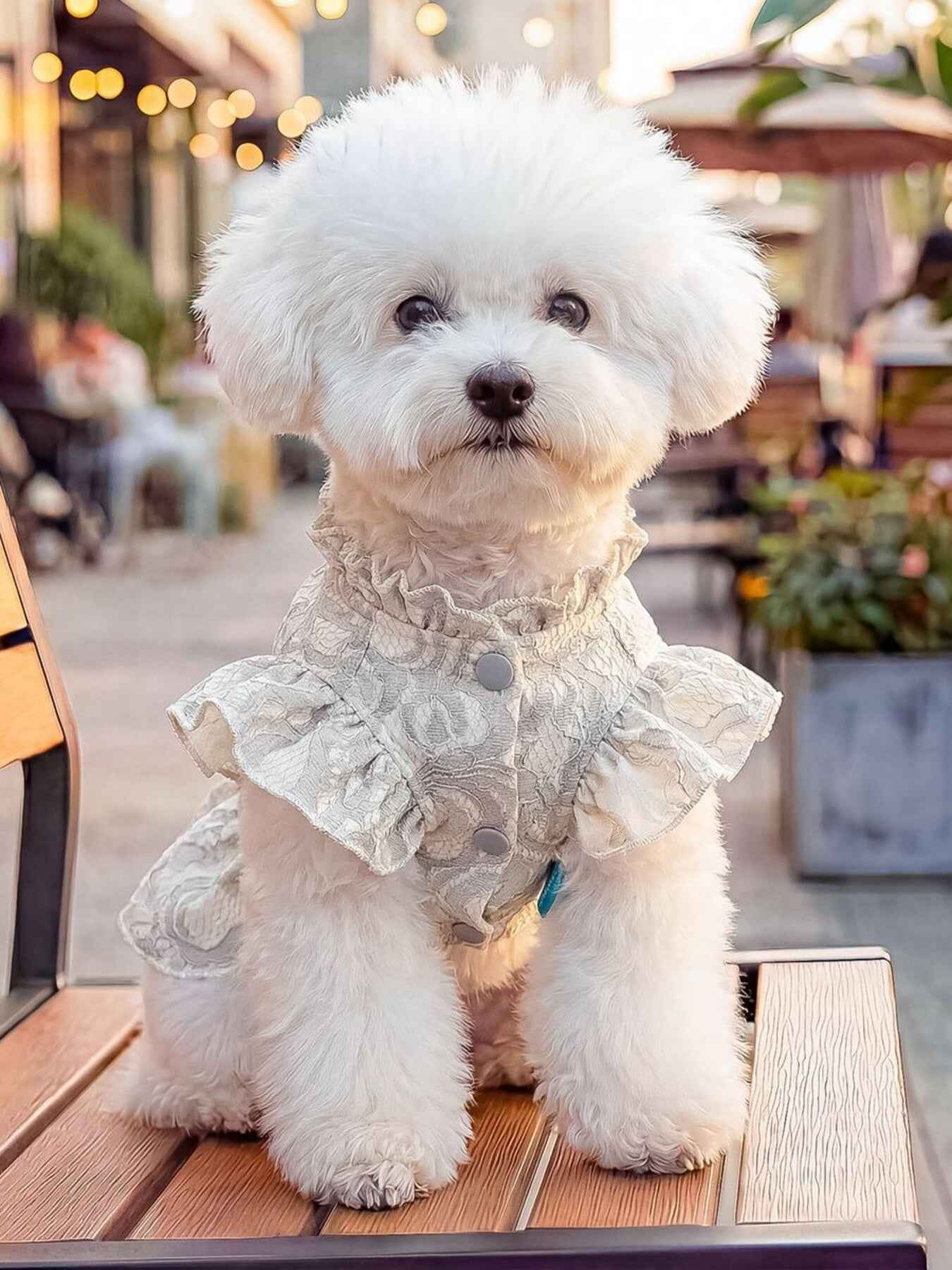Dog Lace Ruffle Dress - Jacquard Bow with Rhinestone for Small Dogs