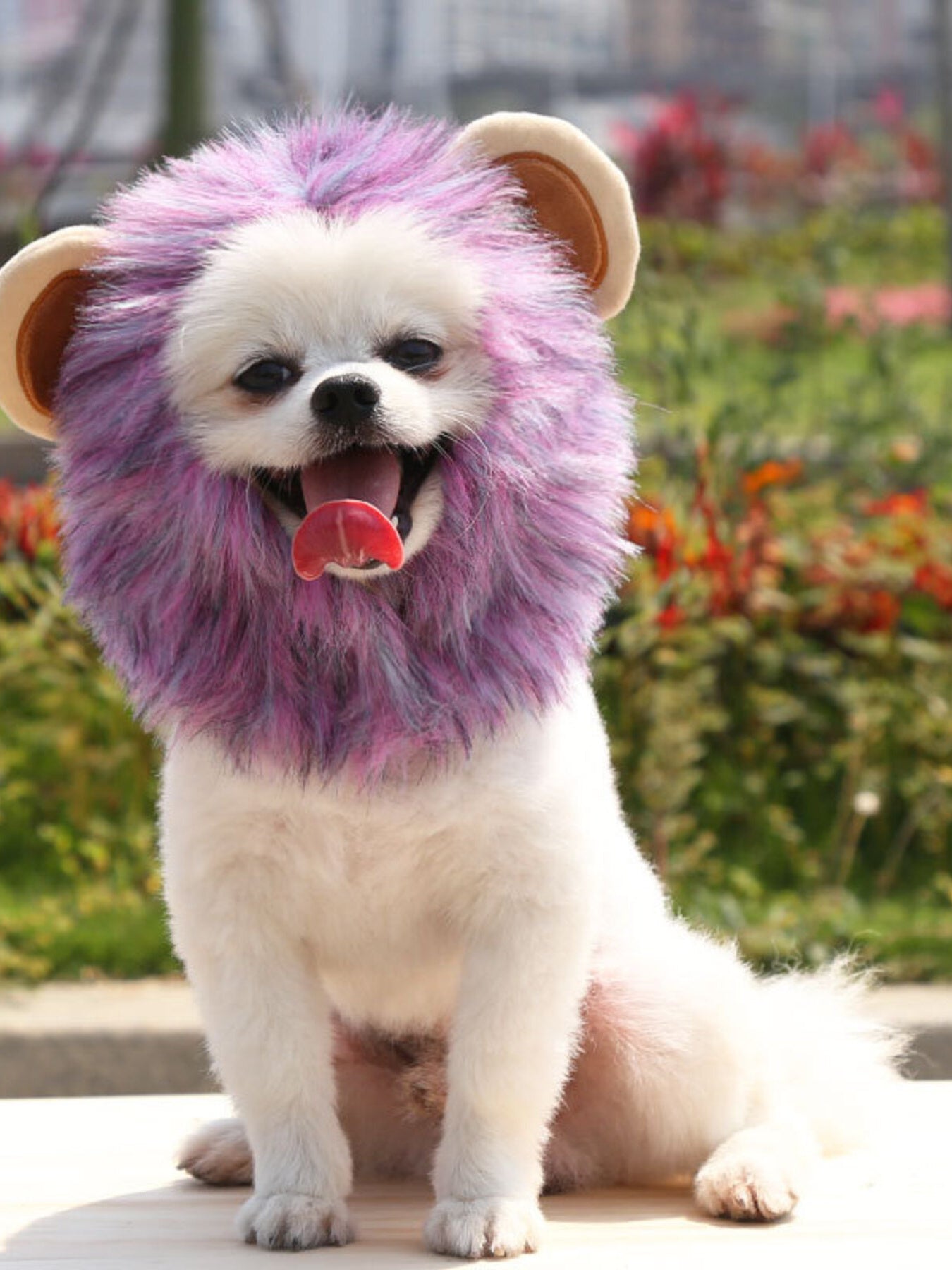 Pet Lion Mane Hat - Funny Costume Headwear for Cats and Dogs