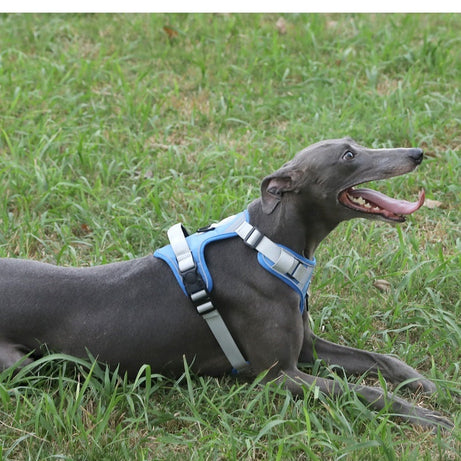 Adjustable Dog Harness - Large Chest Style with Leash
