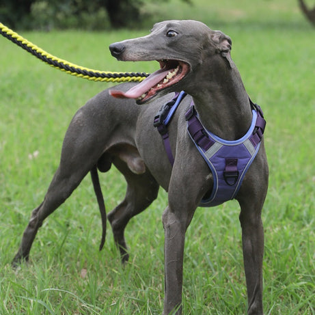 Adjustable Dog Harness - Large Chest Style with Leash