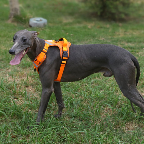 Adjustable Dog Harness - Large Chest Style with Leash