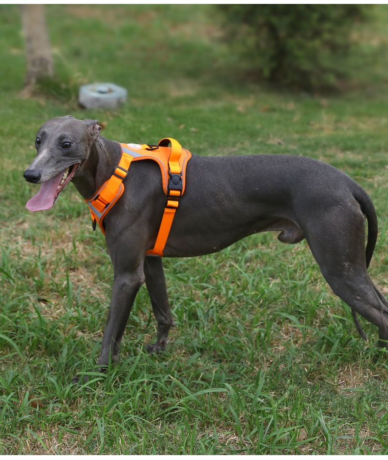 Adjustable Dog Harness - Large Chest Style with Leash