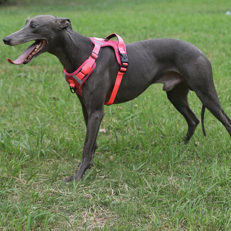 Adjustable Dog Harness - Large Chest Style with Leash