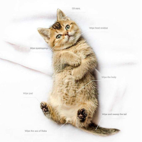 Pet Cleaning Deodorizing Bathing Coconut Oil Grooming Wipes