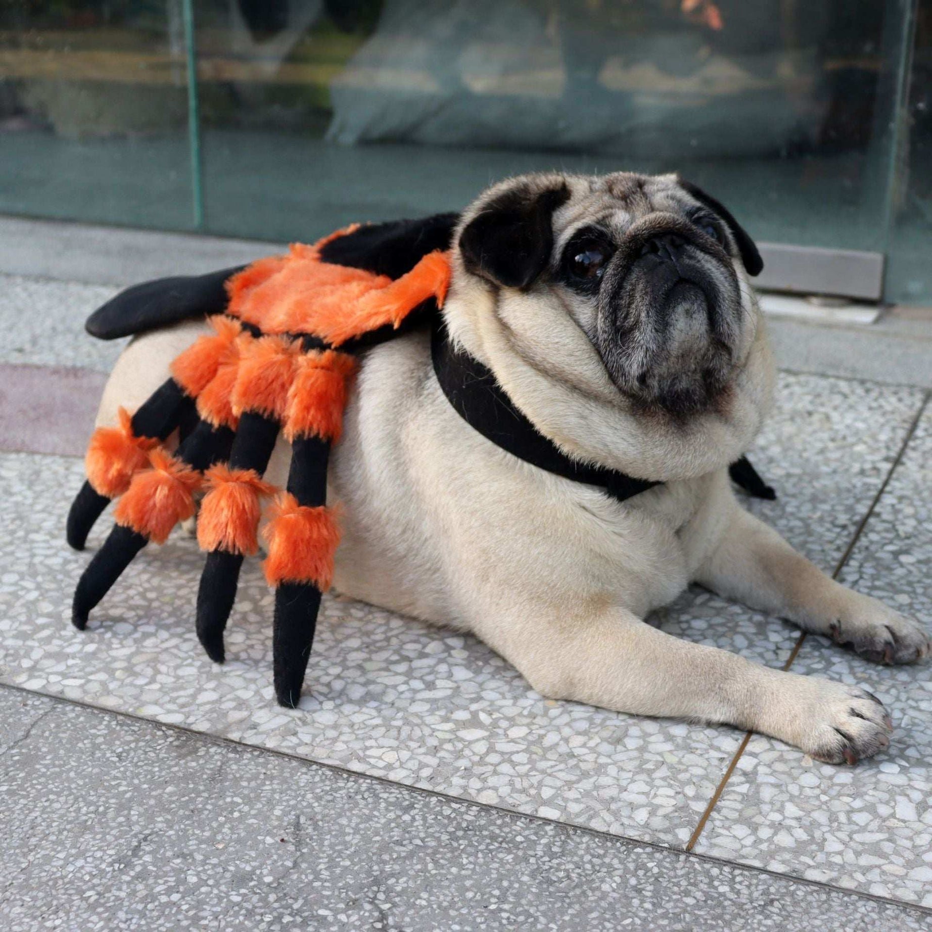 Cute Plush Spider Costume for Playful Pets