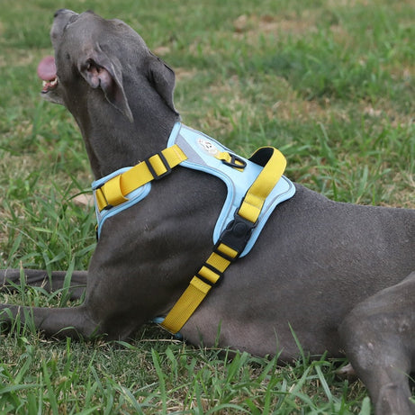 Adjustable Dog Harness - Large Chest Style with Leash