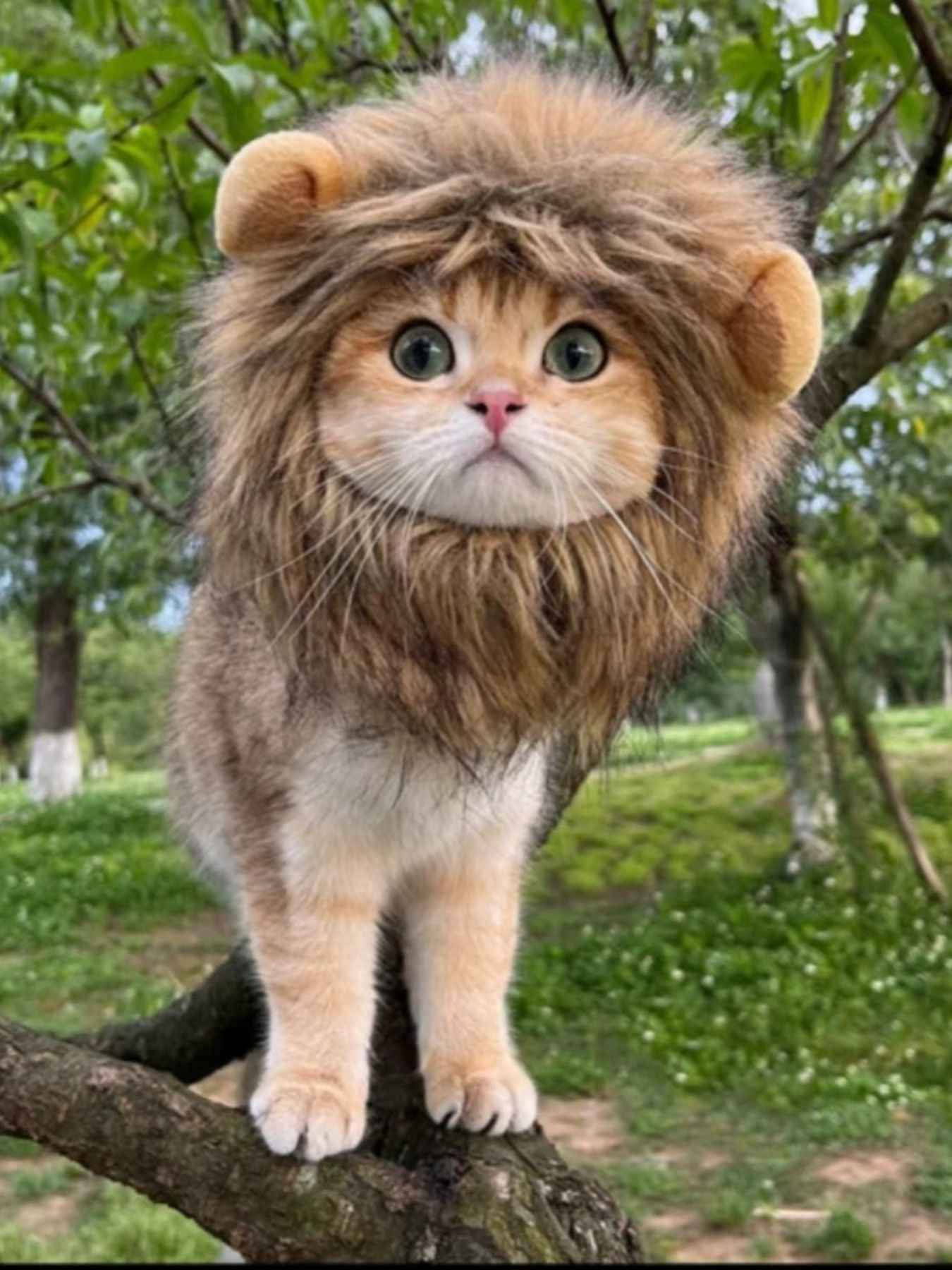 Pet Lion Mane Hat - Funny Costume Headwear for Cats and Dogs