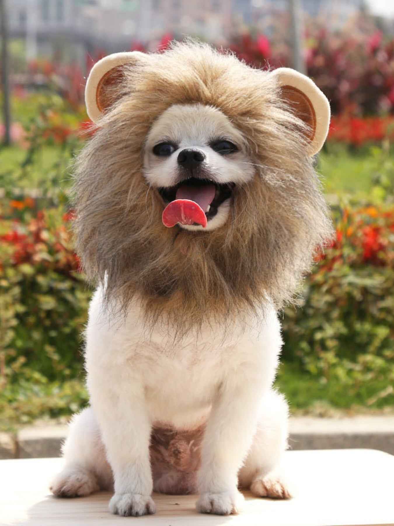 Pet Lion Mane Hat - Funny Costume Headwear for Cats and Dogs