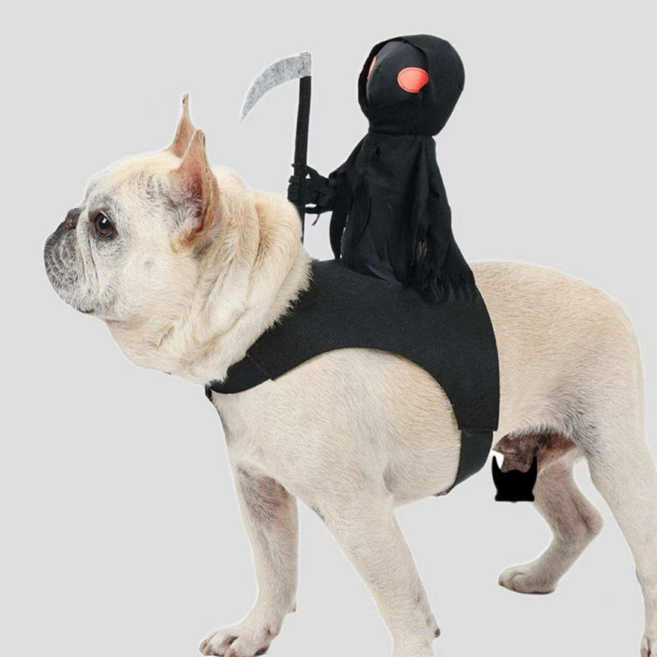 Harvest Knight Riding Outfit - Funny Cute Pet Costume