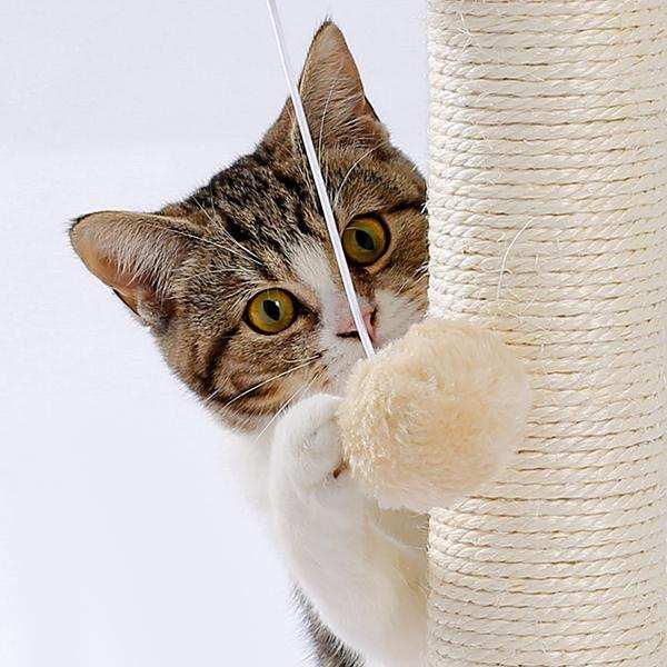 Indoor Cat Soft Scratching Board And Interactive Ball Track Toy Cat Rest And Grooming Supplies