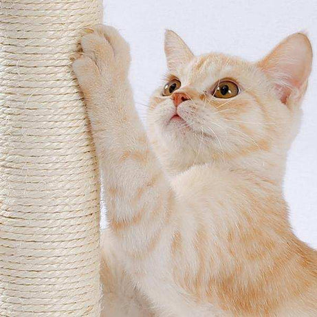 Indoor Cat Soft Scratching Board And Interactive Ball Track Toy Cat Rest And Grooming Supplies