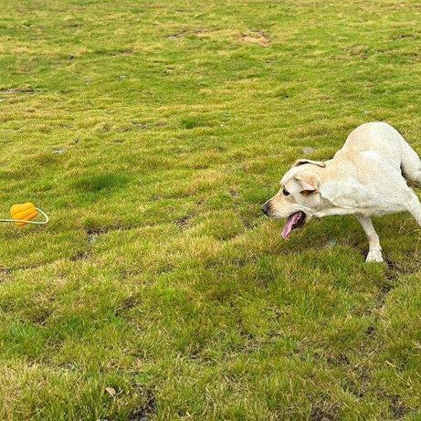 Indestructible Dog Rope Toy - Heavy Duty Fetch & Tug Toy for Aggressive Chewers