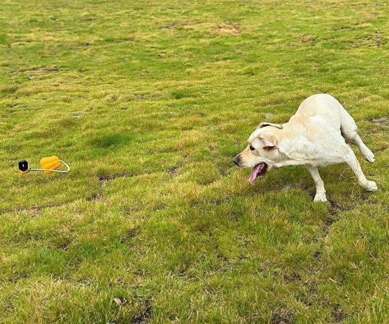 Indestructible Dog Rope Toy - Heavy Duty Fetch & Tug Toy for Aggressive Chewers